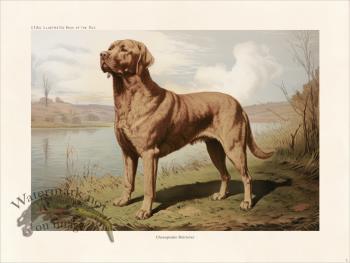 CFA Dog Chesapeake Retriever 03